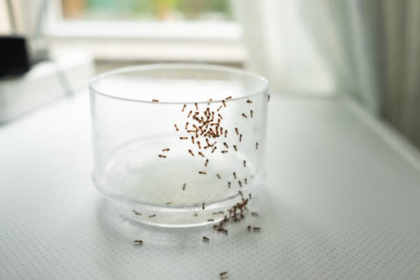 mass of ants on glass searching for food. stock photo