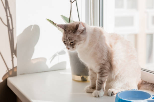 istock Home life with a pet. Cat inside 1408643458