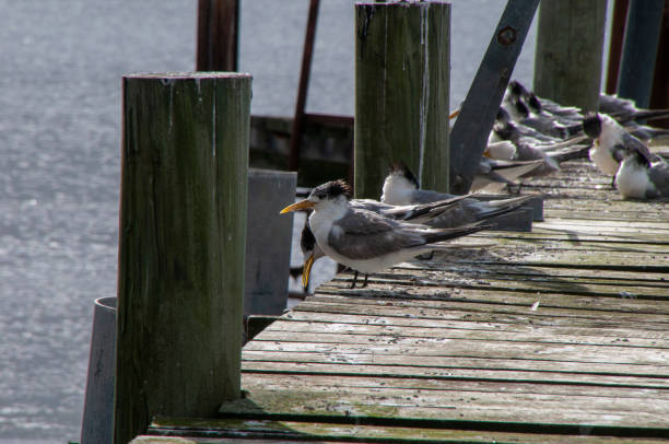 istock View along wooden jetty with crested terns 1408643604