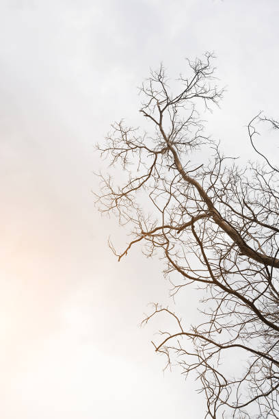 istock The branches of perennial deciduous trees. 1408644904