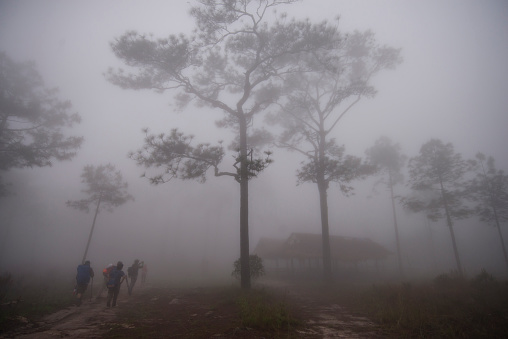 The people who travel in the natural forest atmosphere in the morning atmosphere is full of fog and smoke.