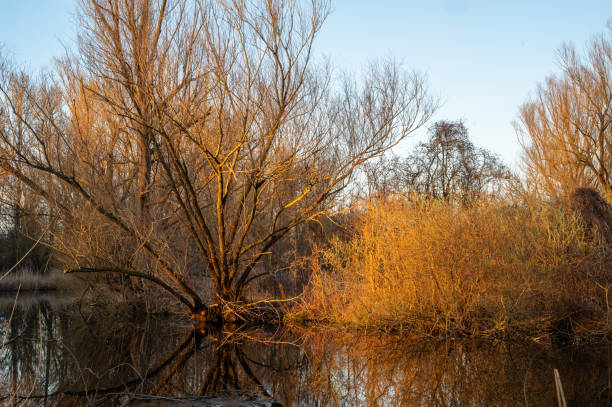 istock Shore of the lake 1408646926