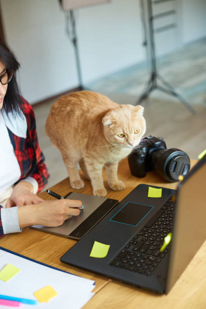 istock Creative female photographer with cute cat, using graphic drawing tablet and stylus pen 1408649658