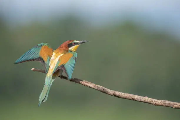 European Bee-eater (Merops apiaster) perched on branch. Bickensohl, Kaiserstuhl, Germany.