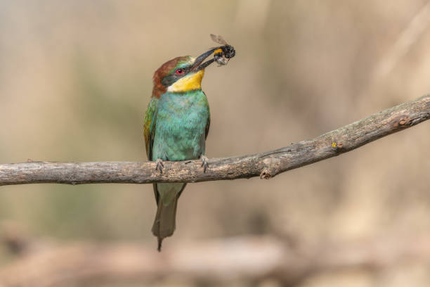 istock European Bee-eater (Merops apiaster) perched on branch with a bumblebee in its beak. 1408652906