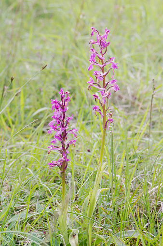 Orchis mascula, the early-purple orchid, early spring orchis, is a species of flowering plant in the orchid family, Orchidaceae.\nDescription:\nOrchis mascula is a perennial herbaceous plant with stems up to 50–60 centimeters high, green at the base and purple on the apex. The root system consists of two tubers, rounded or ellipsoid. The leaves, grouped at the base of the stem, are oblong-lanceolate, pale green, sometimes with brownish-purple speckles. The inflorescence is 7.5–12.5 centimeters  long and it is composed of 6 to 20 flowers gathered in dense cylindrical spikes. The flower size is about 2.5 centimeters and the color varies from pinkish-purple to purple. The lateral sepals are ovate-lanceolate and erect, the median one, together with the petals, is smaller and cover the gynostegium. The labellum is three-lobed and convex, with crenulated margins and the basal part clearer and dotted with purple-brown spots. The spur is cylindrical or clavate, horizontal or ascending. The gynostegium is short, with reddish-green anthers. It blooms from April to June.\nHabitat:\nIt grows in a variety of habitats, from meadows to mountain pastures and woods, in full sun or shady areas, from sea level to 2,500 meters altitude. Mostly on calcareous soils.\nDistribution:\nThe species is widespread across Europe, from Portugal to the Caucasus (Ireland, Great Britain, The Faroe Islands, Norway, Sweden, Finland, Latvia, Spain, France, Belgium, Netherlands, Germany, Denmark, Austria, Hungary, the Czech Republic, Switzerland, Italy, former Yugoslavia, Albania, Greece, Turkey, Bulgaria, Romania, Poland, Ukraine, most of Russia), in northwest Africa (Algeria, Tunisia, Morocco) and in the Middle East (Lebanon, Syria, Iraq) up to Iran. (Codes) (source Wikipedia). \n\nThis Picture is made during a long weekend in the South of Belgium in June 2006.