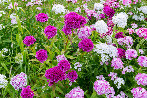 Flowerbed of Dianthus barbatus. Sweet William.  Dianthus flowers on blurred summer garden.