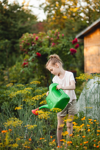 Colorful portrait of a pre-teenage girl with a watering can in the garden. Child girl in casual clothes watering garden plants