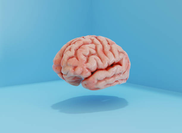 istock Illustration of human brain on blue background 1408654658