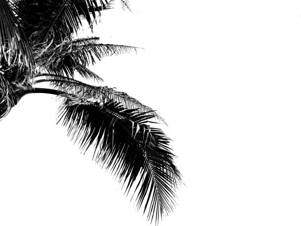 istock beauty dark fresh coconut fruit tree with black shadow leaves, isolated on white backgrounds 1408655457