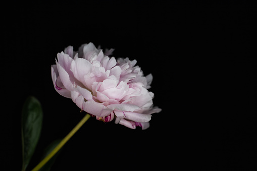 Rose peony on the black background