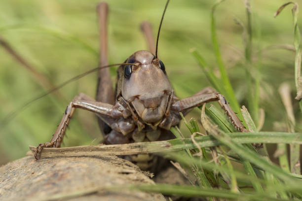 istock large locusts on the ground 1408655960