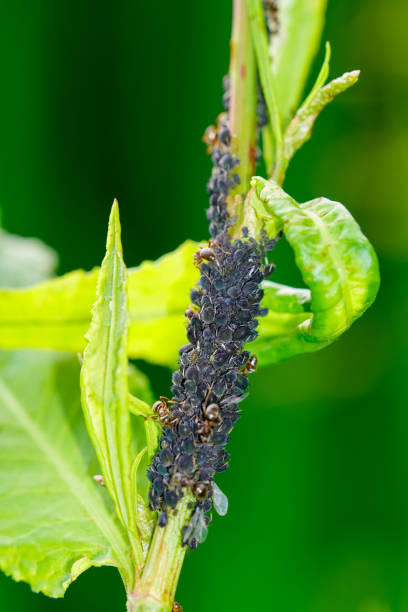 istock Aphids on a plant with a green background. Insect close-up. 1408657300