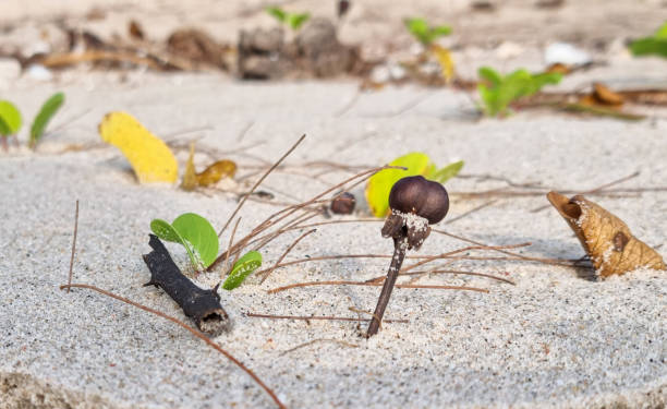 braune samenzwiebel tropfen auf sand für den beginn des lebens pflanzenbaum. nautrale wildtiere wachsen auf dem boden. - sand dune stock-fotos und bilder