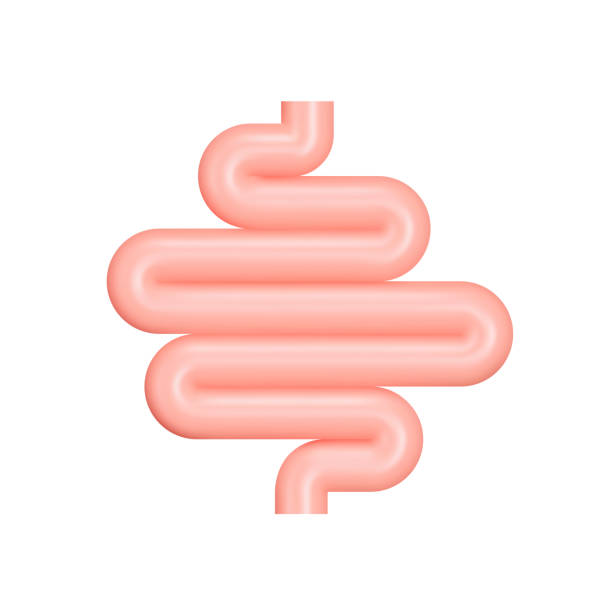 illustrazioni stock, clip art, cartoni animati e icone di tendenza di icona vettoriale 3d dell'intestino. coraggio. intestino tenue. oggetto isolato su uno sfondo trasparente - aperitivo