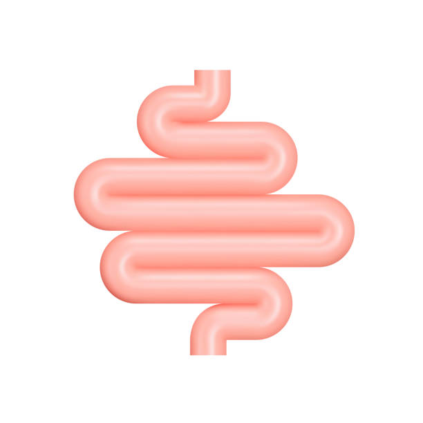 Intestine 3d vector icon. Guts. Small intestine. Isolated object on a transparent background Intestine 3d icon. Guts. Small intestine. Isolated object on a transparent background. Vector illustration human intestine stock illustrations