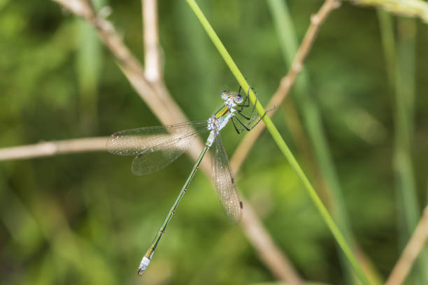 istock small green dragonfly on the grass 1408658238