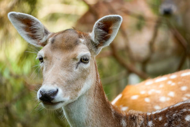 istock Fallow deer in the forest. Animal in natural environment. Dama dama. 1408659056