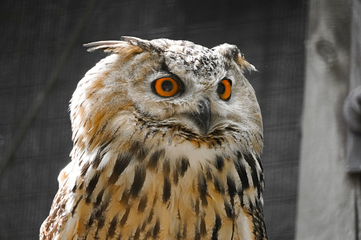 Portrait of a European eagle owl. Bird with orange eyes.