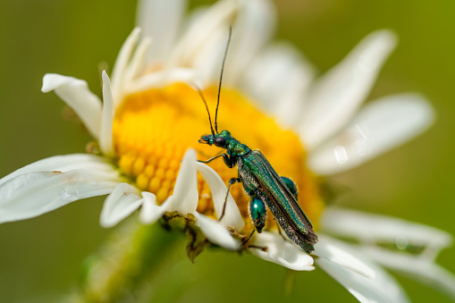 Green longhorn beetle on a white flower