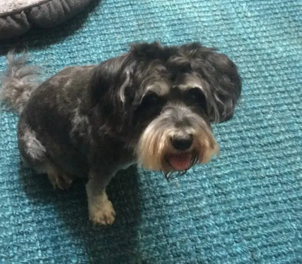 Cute black and white Schnoodle Schnauzer Poodle cross dog sitting on a blue carpet smiling looking at camera