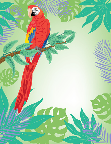 A bright and colorful invitation template featuring tropical plants and a parrot with room for your text. File includes EPS Vector and high-resolution jpg.