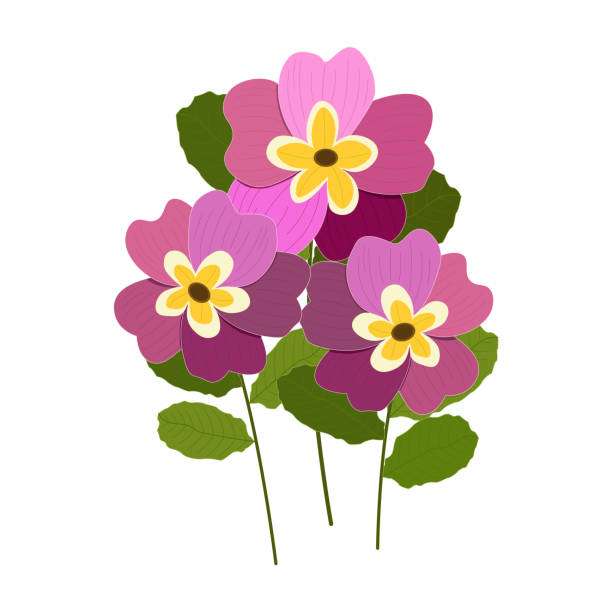 Primrose flowers set vector Primrose is a garden plant, nice pink flowers primula stock illustrations