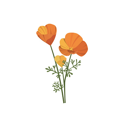 Californian poppy is a symbol of state California in the USA and popular worldwide flower