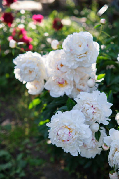 istock White peonies in the garden 1408664377