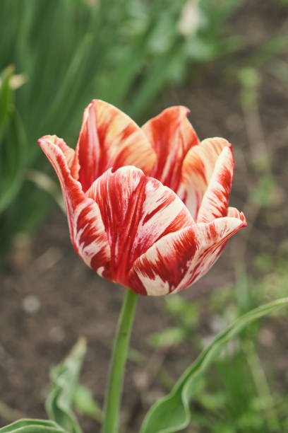 istock Big flower bed with tulips close up. Spring flowers. 1408664572