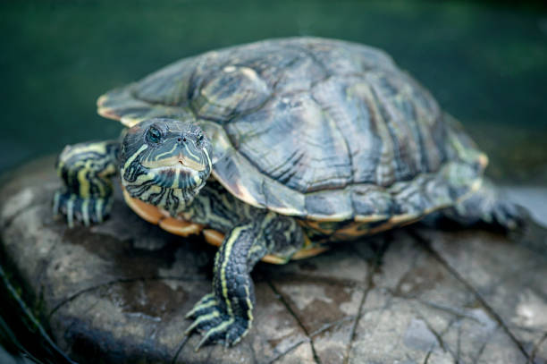 istock Turtle on a stone in natural environment fauna 1408665661