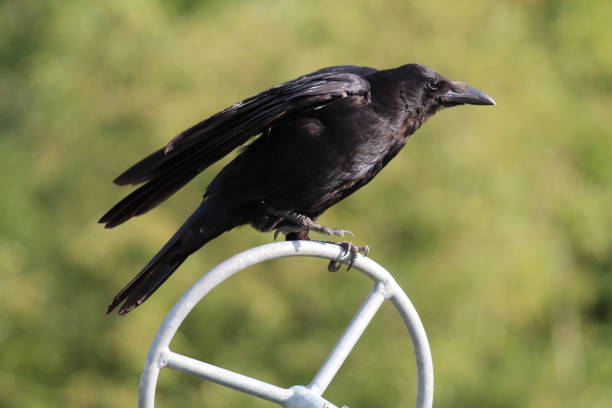 istock A large Crow bird about to fly 1408665971