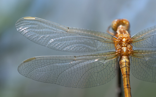 Close-up and detail shot of a dragonfly of the genus Blue Arrows (Orthetrum), photographed from above. You can see the wings in detail and part of the back.