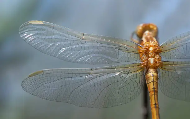 Photo of Close-up and detail shot of a dragonfly of the genus Blue Arrows (Orthetrum), photographed from above. You can see the wings in detail and part of the back.