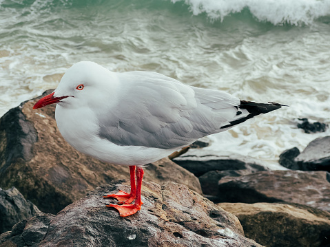 Silver gull (Chroicocephalus novaehollandiae), a medium-sized bird with white and gray plumage, the animal stands on the rocks by the sea.