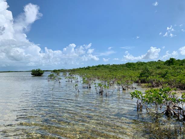 istock Florida Keys Mangroves 1408668727
