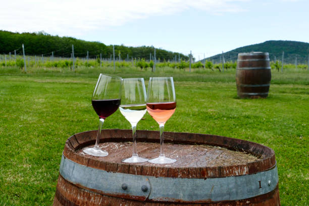 3 glasses of wines on an old barrel in the grapeyard. stock photo