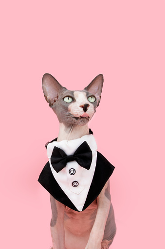 Funny sphynx cat sticking tongue out and wearing a tuxedo. Isolated on pink background. Celebrating mother's day, valentine's day or birthday