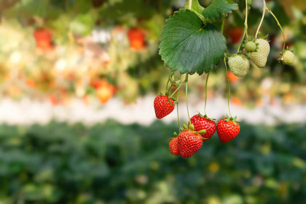 Background of hydroponic strawberry in the greenhouse, hydroponic plants; white and red strawberries