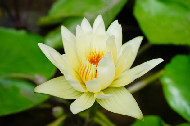 istock Tropical yellow lotus 1408669126