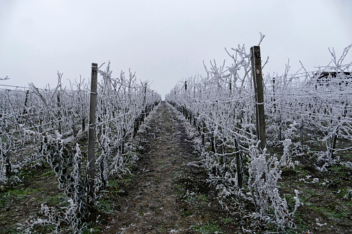 Barolo (Langhe: Piedmont, Italy): winter sunset in the vineyards with the last small grapes of the year, grown after harvest, covered with the first snows of december