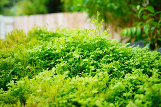 Selaginella fern Selaginella fern in garden ornamental plant stock pictures, royalty-free photos & images