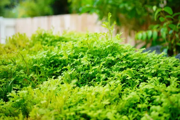 Selaginella fern in garden