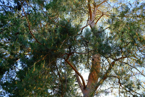 istock pine tree in the shine of morning sun 1408670014