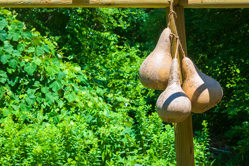 Three dried gourds hang from a trellis in a Cape Cod garden.