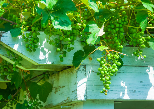 Green Concord grapes ripen in a Cape Cod garden as they hang from a backyard porch