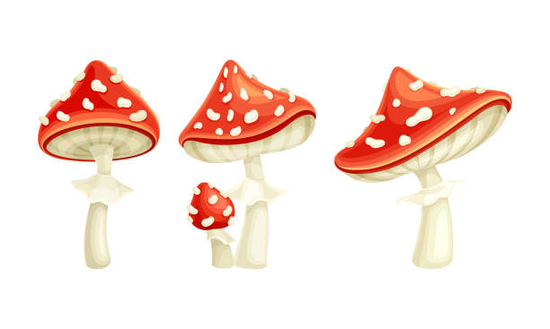 플라이 아갈릭 또는 플라이 아마니타 화이트 스팟 버섯 레드 캡 벡터 세트 - 알광대버섯 stock illustrations