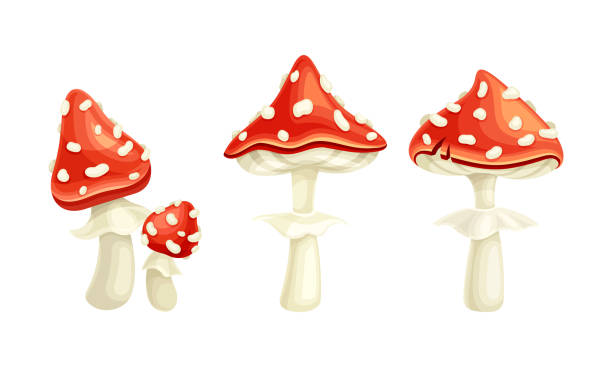 플라이 아갈릭 또는 플라이 아마니타 화이트 스팟 버섯 레드 캡 벡터 세트 - 알광대버섯 stock illustrations