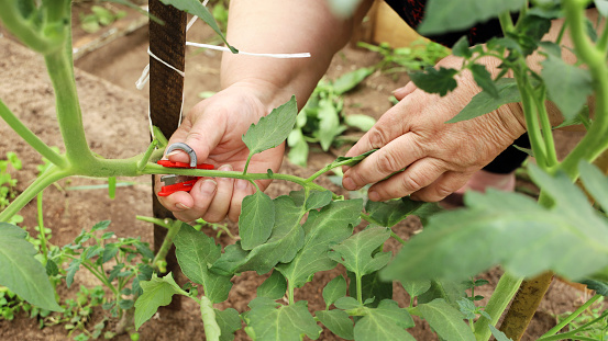 Close-up, chubby hands hold cutter to remove excess branches on tomato plant, cut off interferes for growth in garden