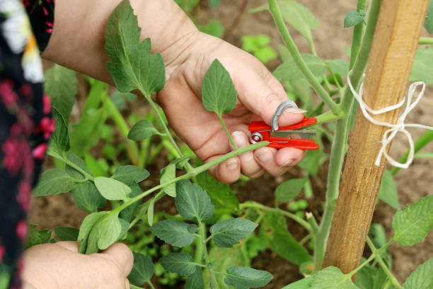 istock Chubby hands hold cutter to remove excess branches on tomato plant, cut off interferes for growth 1408672109